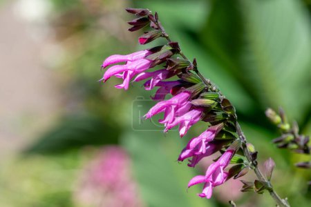 Photo for Close up of salvia pink amistad flowers in bloom - Royalty Free Image