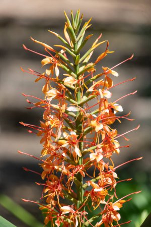 Téléchargez les photos : Gros plan de fleurs de gingembre kahili (hedychium gardnerianum) en fleurs - en image libre de droit