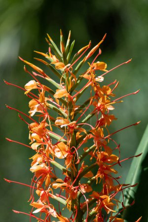 Téléchargez les photos : Gros plan de fleurs de gingembre kahili (hedychium gardnerianum) en fleurs - en image libre de droit