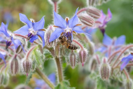 Foto de Primer plano de las flores de borraja (borago officinalis) en flor - Imagen libre de derechos