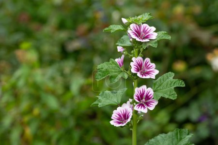 Photo for Close up of zebrina mallow (malva sylvestris) flowers in bloom - Royalty Free Image