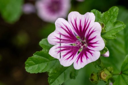 Photo for Close up of a zebrina mallow (malva sylvestris) flower in bloom - Royalty Free Image