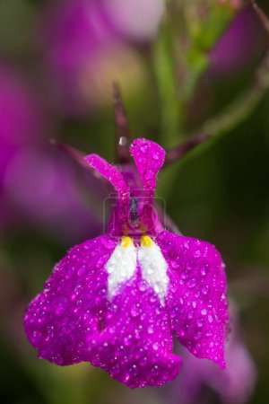 Photo for Macro shot of a pink garden lobelia (lobelia erinus) flower covered in dew droplets - Royalty Free Image