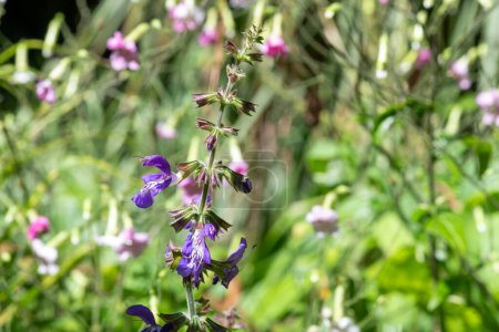 Téléchargez les photos : Close up of salvia cyanescens flowers in bloom - en image libre de droit