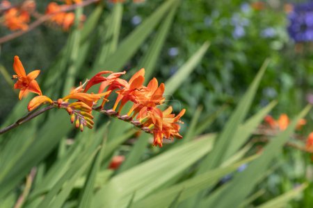 Photo for Close up of a crocosmia paniculata flower in bloom - Royalty Free Image