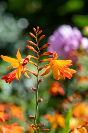 Photo for Close up of a crocosmia paniculata flower in bloom - Royalty Free Image