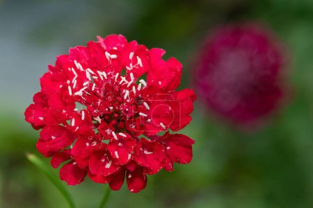 Téléchargez les photos : Gros plan d'une fleur de coussin d'épingle rouge en fleur - en image libre de droit