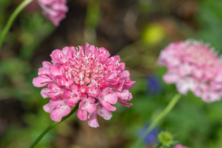 Close up of a pink pincushion flower in bloom