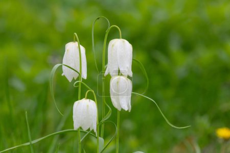 Téléchargez les photos : Gros plan de fleurs de serpents blancs (fritillaria meleagris) en fleurs - en image libre de droit