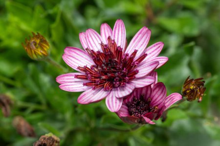 Close up of a pink African daisy in bloom