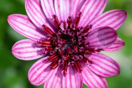 Primer plano de una margarita africana rosa en flor