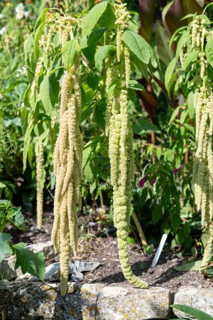 Photo for Close up of love lies bleeding (amaranthus caudatus) flowers in bloom - Royalty Free Image