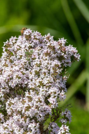 Photo for Close up of valerian (valeriana officinalis) flowers in bloom - Royalty Free Image