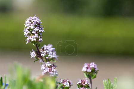 Photo for Close up of valerian (valeriana officinalis) flowers in bloom - Royalty Free Image