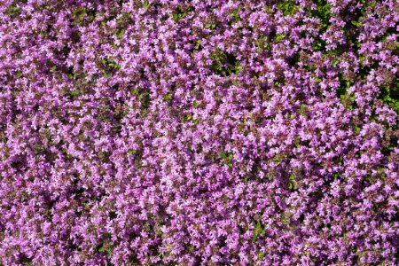 Photo for Valerian (valeriana officinalis) flowers - Royalty Free Image