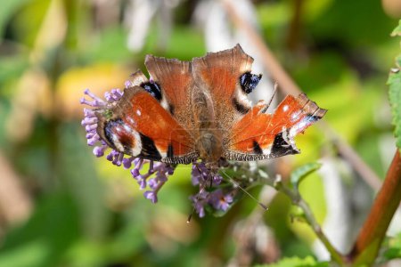 Nahaufnahme eines Pfauenfalters (aglais io) auf einem Schmetterlingsstrauch (buddleja davidii)