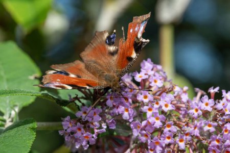 Nahaufnahme eines Pfauenfalters (aglais io) auf einem Schmetterlingsstrauch (buddleja davidii)
