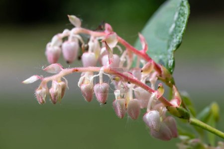 Macro disparo de un salal (gaultheria shallon) flores en flor