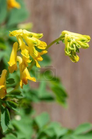 Macro shot of yellow corydalis (pseudofumaria lutea) flowers in bloom