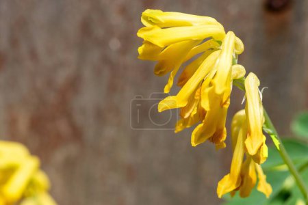 Macro shot of yellow corydalis (pseudofumaria lutea) flowers in bloom