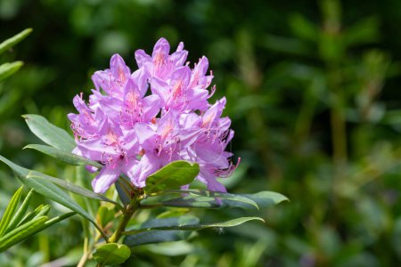 Close up of pink Rhododendron flowers in bloom