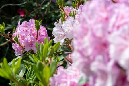 Gros plan de fleurs roses de Rhododendron en fleurs