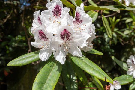Close up of white Rhododendron flowers in bloom