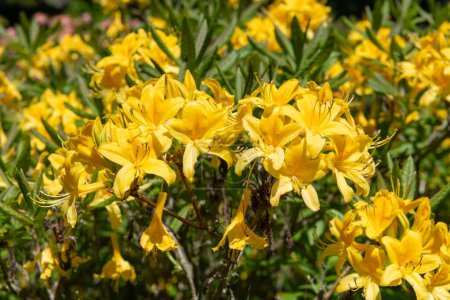 Close up of yellow Rhododendron flowers in bloom