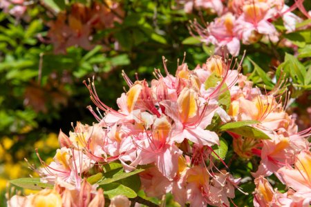 Close up of pink western azaela (Rhododendron occidentale) flowers in bloom