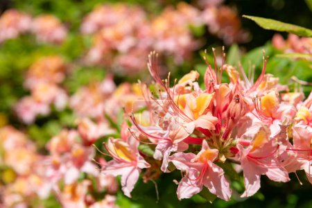 Nahaufnahme von blühenden rosafarbenen Azaela-Blüten (Rhododendron occidentale)