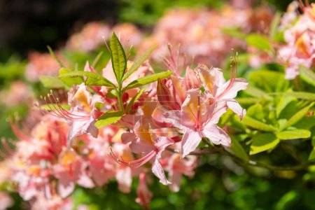 Nahaufnahme von blühenden rosafarbenen Azaela-Blüten (Rhododendron occidentale)