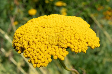 Photo for Close up of fernleaf yarrow (achillea filipendulina) flowers in bloom - Royalty Free Image