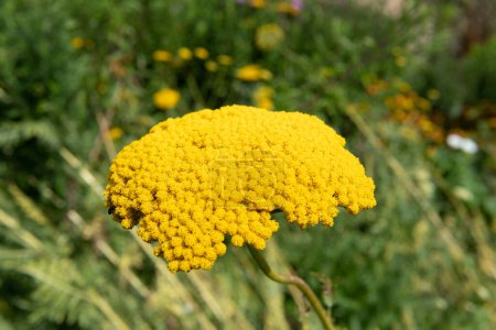 Photo for Close up of fernleaf yarrow (achillea filipendulina) flowers in bloom - Royalty Free Image