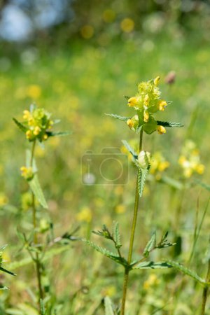 Close up of yellow rattle (rhinanthus minor) flowers in bloom
