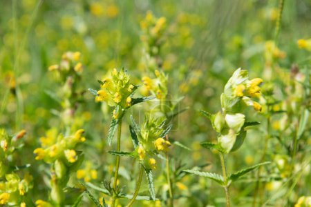 Close up of yellow rattle (rhinanthus minor) flowers in bloom