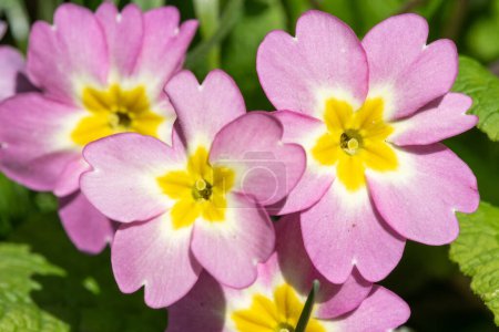 Close up of pink wild primrose (primula vulgaris) flowers in bloom
