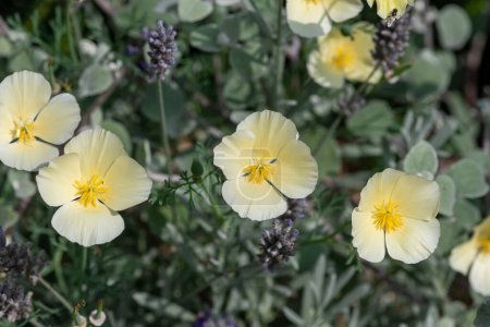 Close up of foothill poppies (eschscholzia caespitosa) in bloom