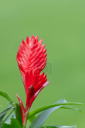 Close up of a vriesea cristiane flower in bloom