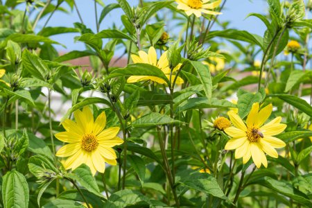 Cheerful sunflowers (helianthus x laetiflorus) in bloom