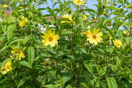 Fröhliche Sonnenblumen (helianthus x laetiflorus) blühen