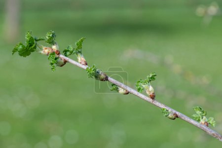 Close up of buds on a European gooseberry (ribes uva-crispa) bush