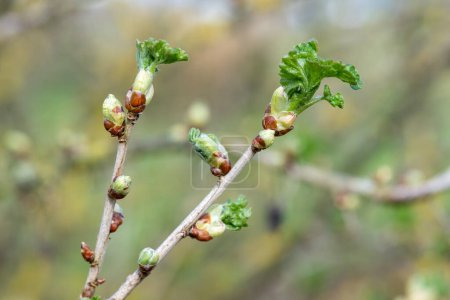 Close up of buds on a European gooseberry (ribes uva-crispa) bush