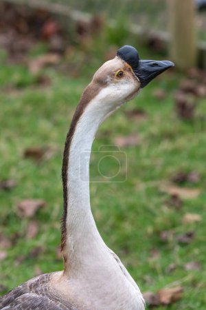 Retrato de un ganso chino (anser cygnoides domesticus)