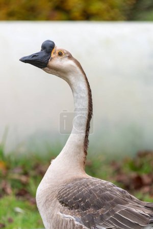 Portrait of a Chinese goose (anser cygnoides domesticus)