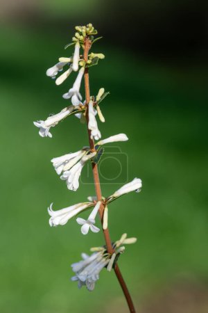Gros plan des fleurs d'osmanthus delavayi en fleurs