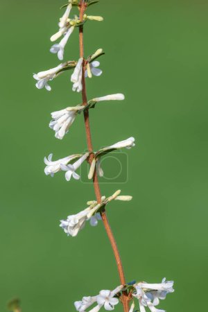 Primer plano de las flores de osmanthus delavayi en flor
