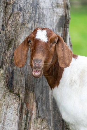 Close up of a Boer goat 
