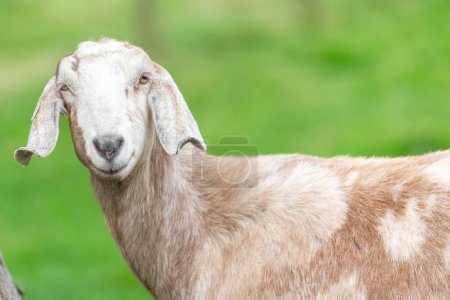 Portrait of an Anglo Nubian goat