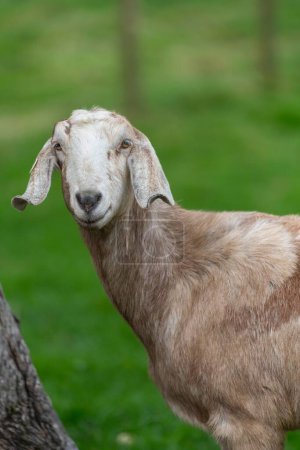 Portrait d'une chèvre anglo-nubienne