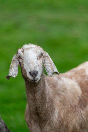 Retrato de una cabra anglo-nubia